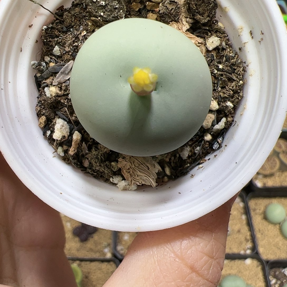 【闪购商品】216 鸽子蛋