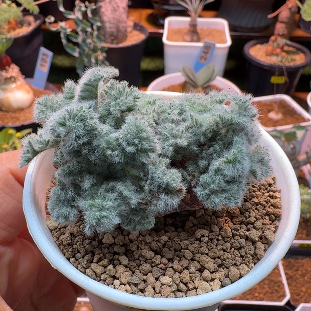 羽叶洋葵664 仙人掌