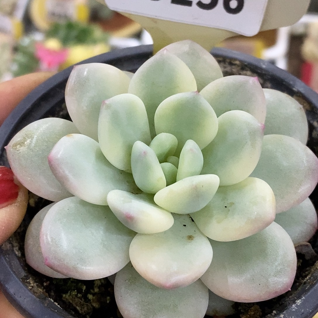 256跨年福利哈哈哈哈