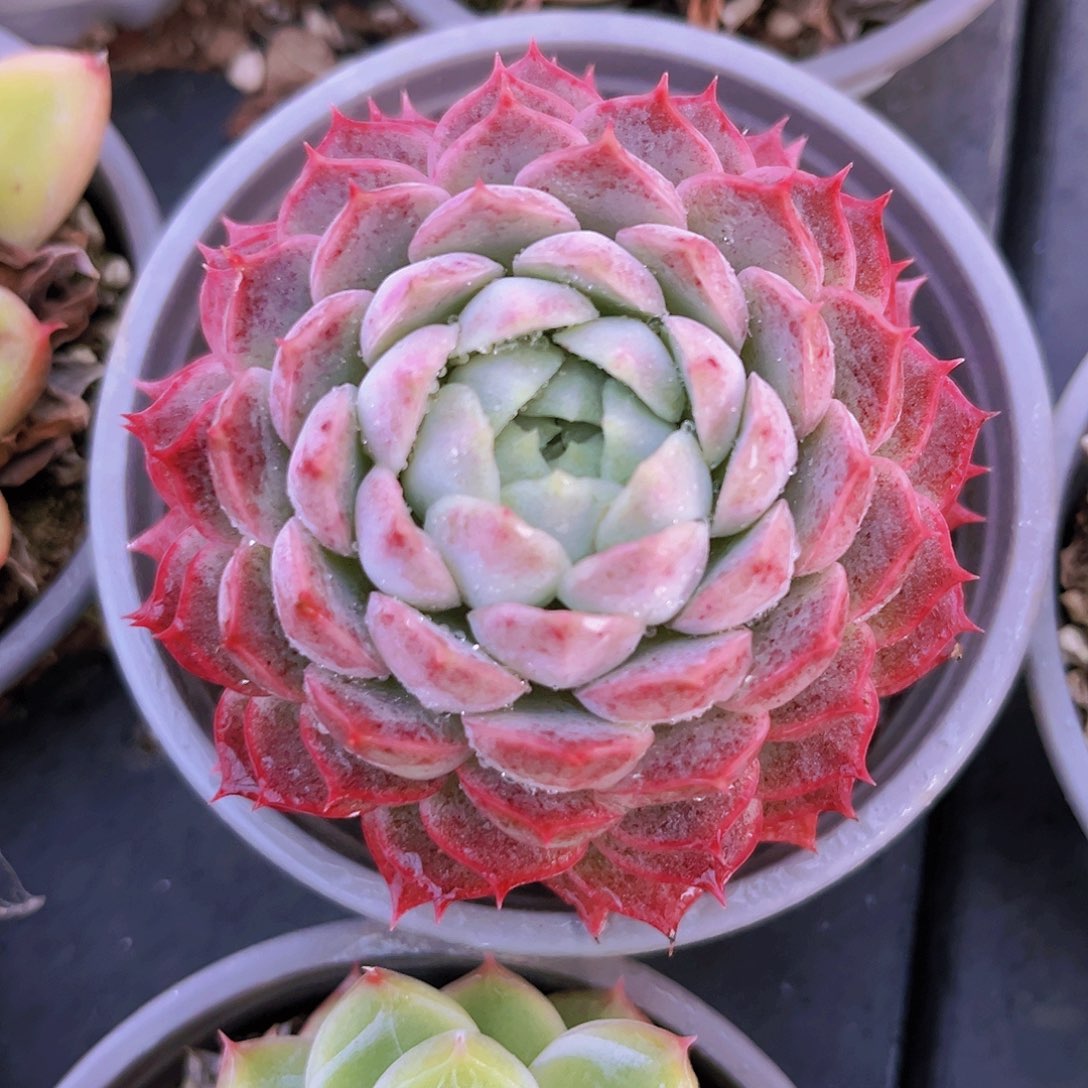 朱砂痣7.5公分9999999