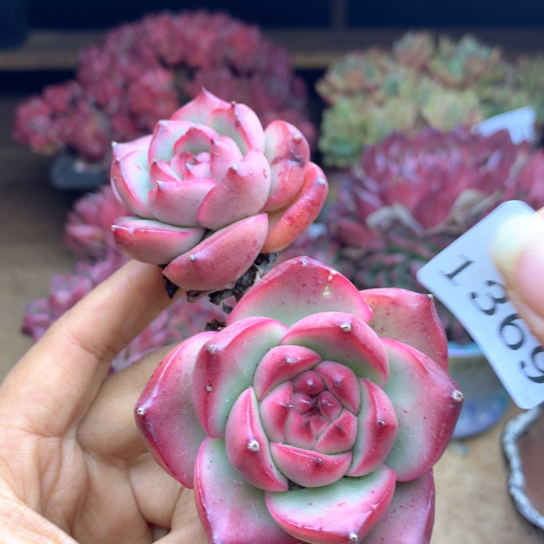 蓝*1369杂交多肉植物基地