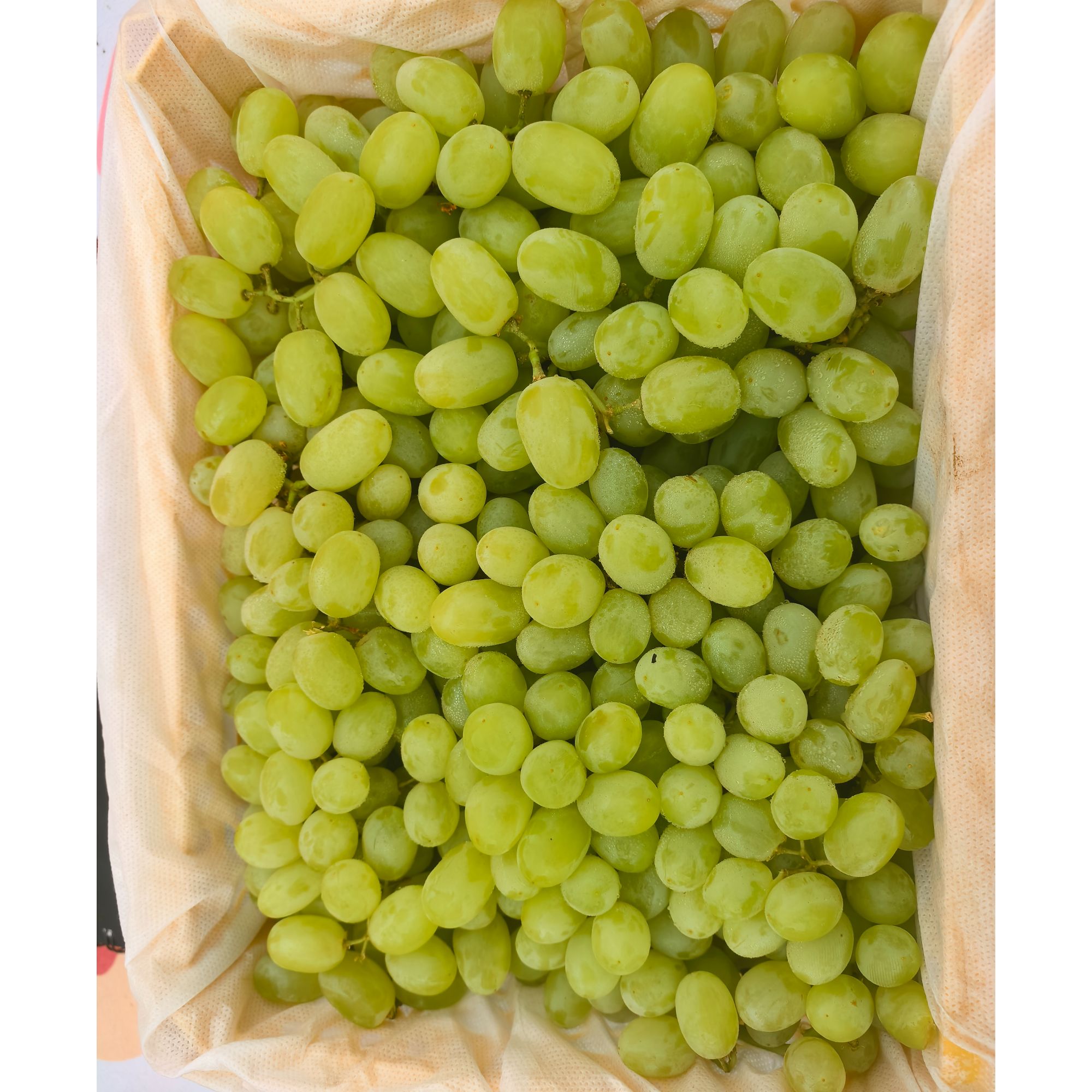 《果虎》空运新疆无核白小蜜蜂葡萄 颗颗爆汁新鲜水果顺丰包邮g新疆维吾尔自治区