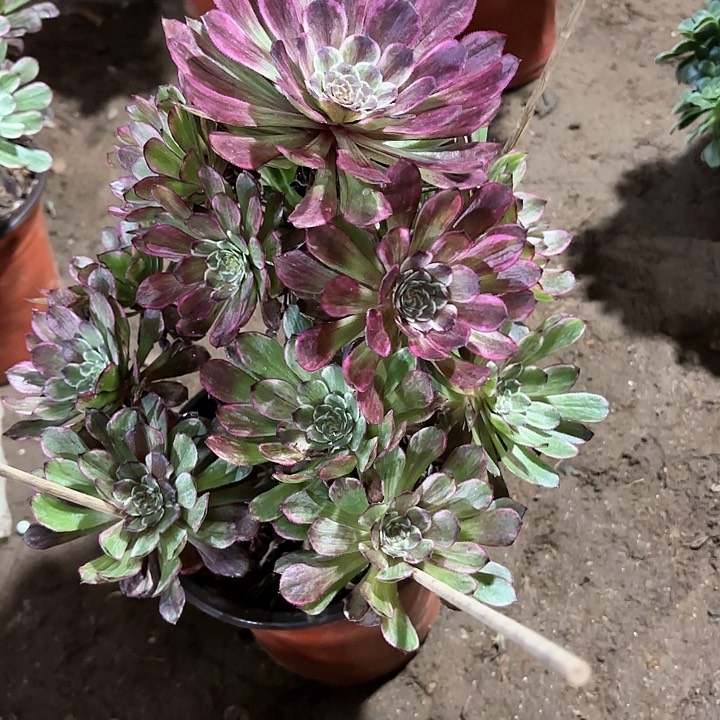多肉植物水墨画144