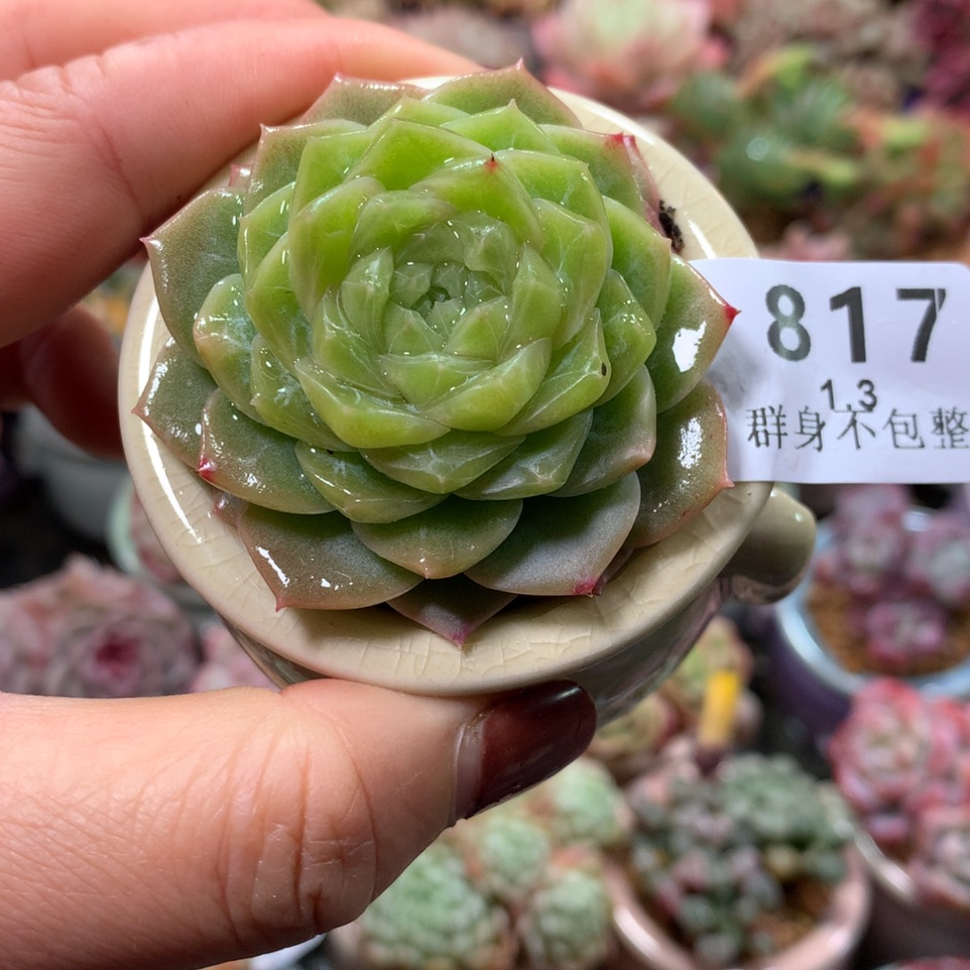 精控拇指盆1.3817