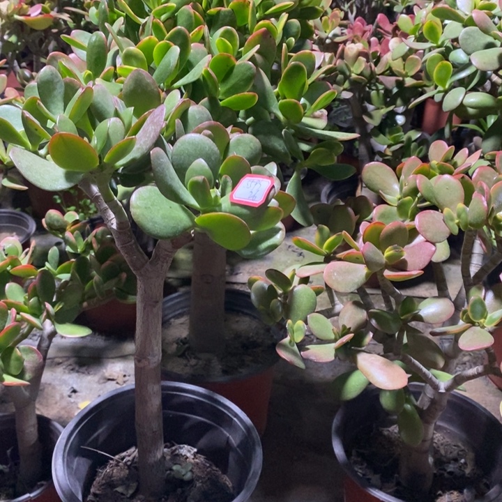 乐***中红叶玉树一物一拍 