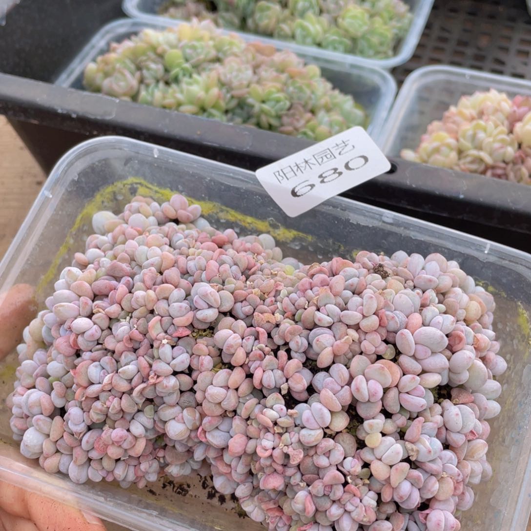 坏****多肉植物多肉植物680