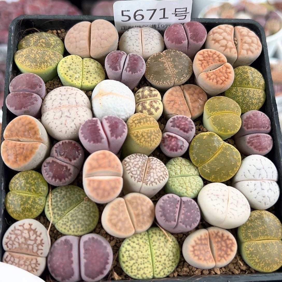 5671 好养易活生石花大母本10cm盆