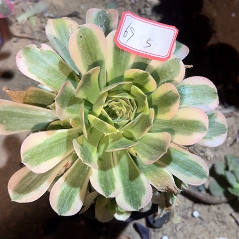 多肉植物迈巴赫69