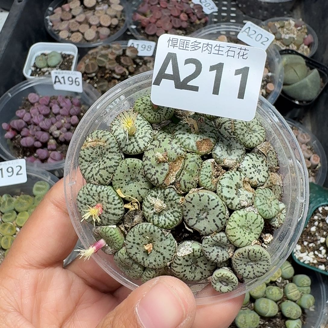 211多肉植物多肉植物