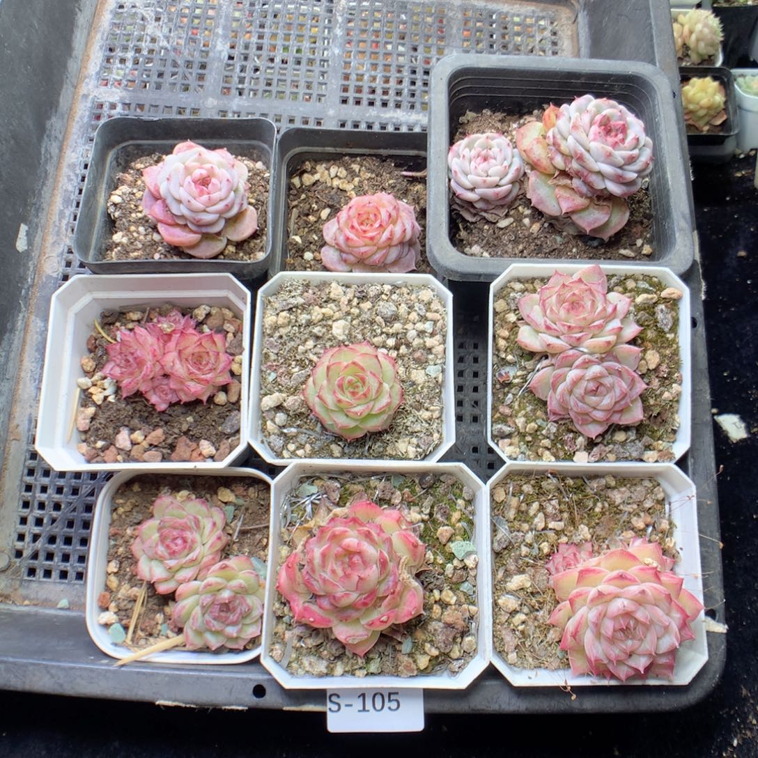 无花朵S105英语英语