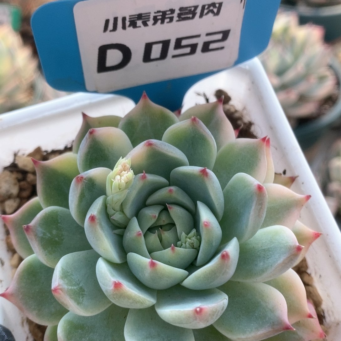 052杂锦锦锦锦锦锦锦