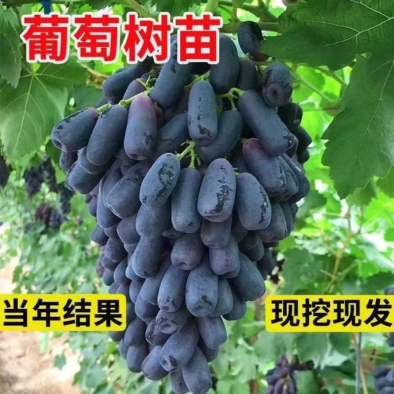 蓝宝石葡萄阳台庭院种植无籽果树苗