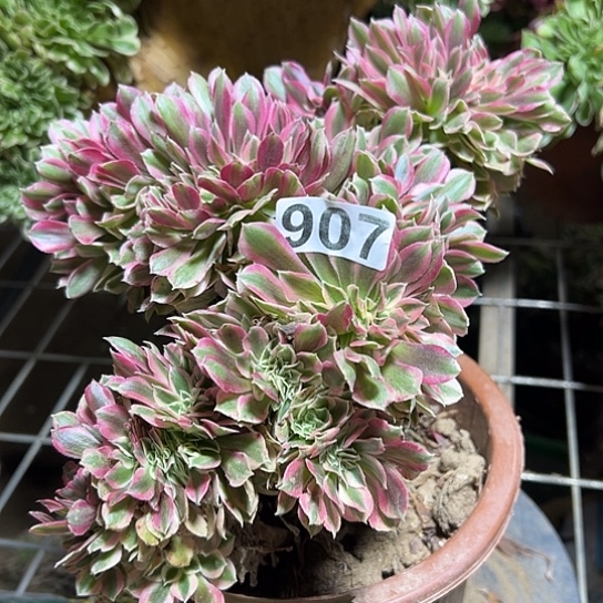 回***！多肉植物一个女巫907