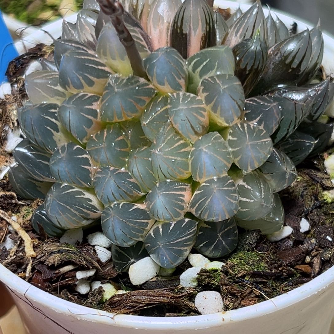 恭喜发财大吉大利992