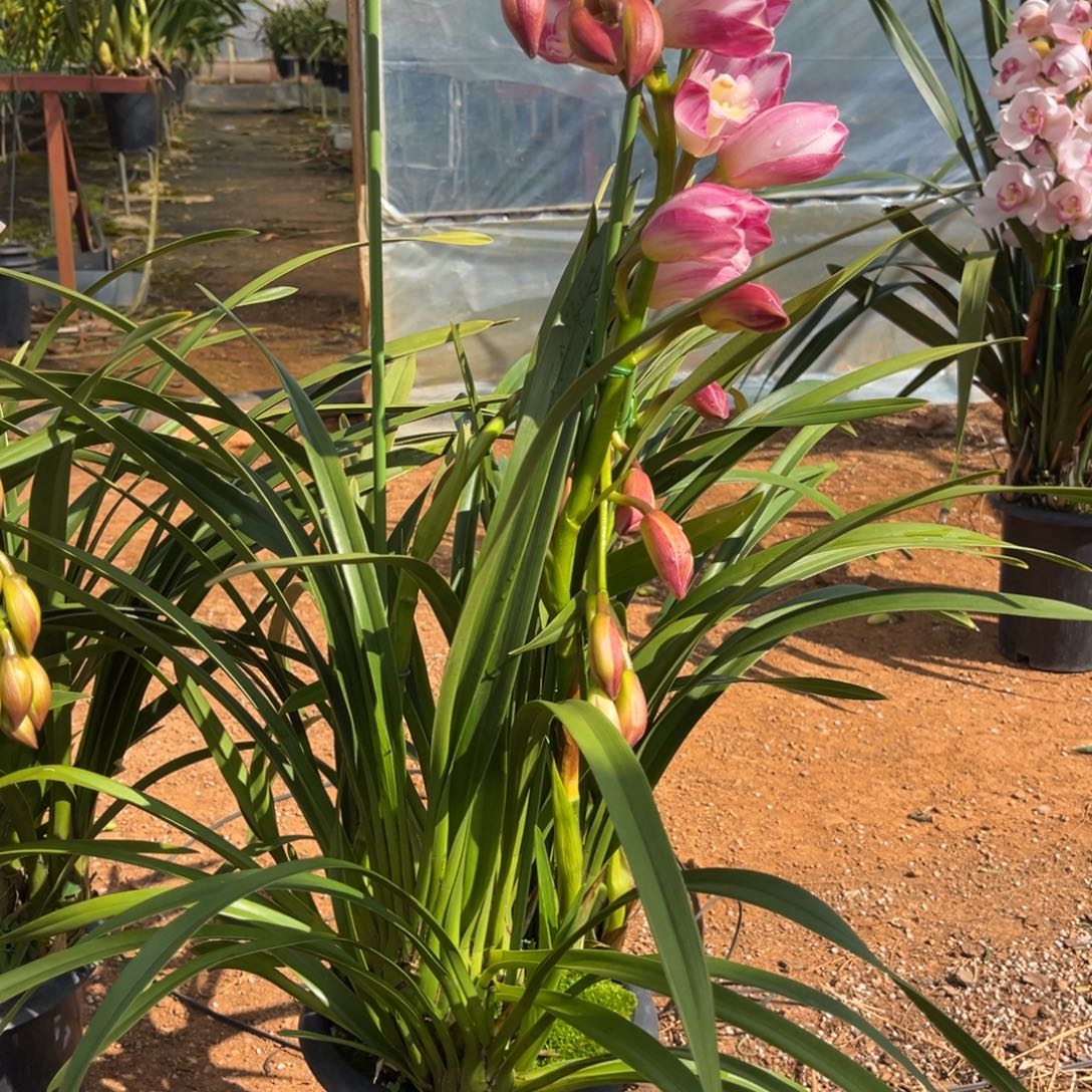 完全开放阿密子三只花