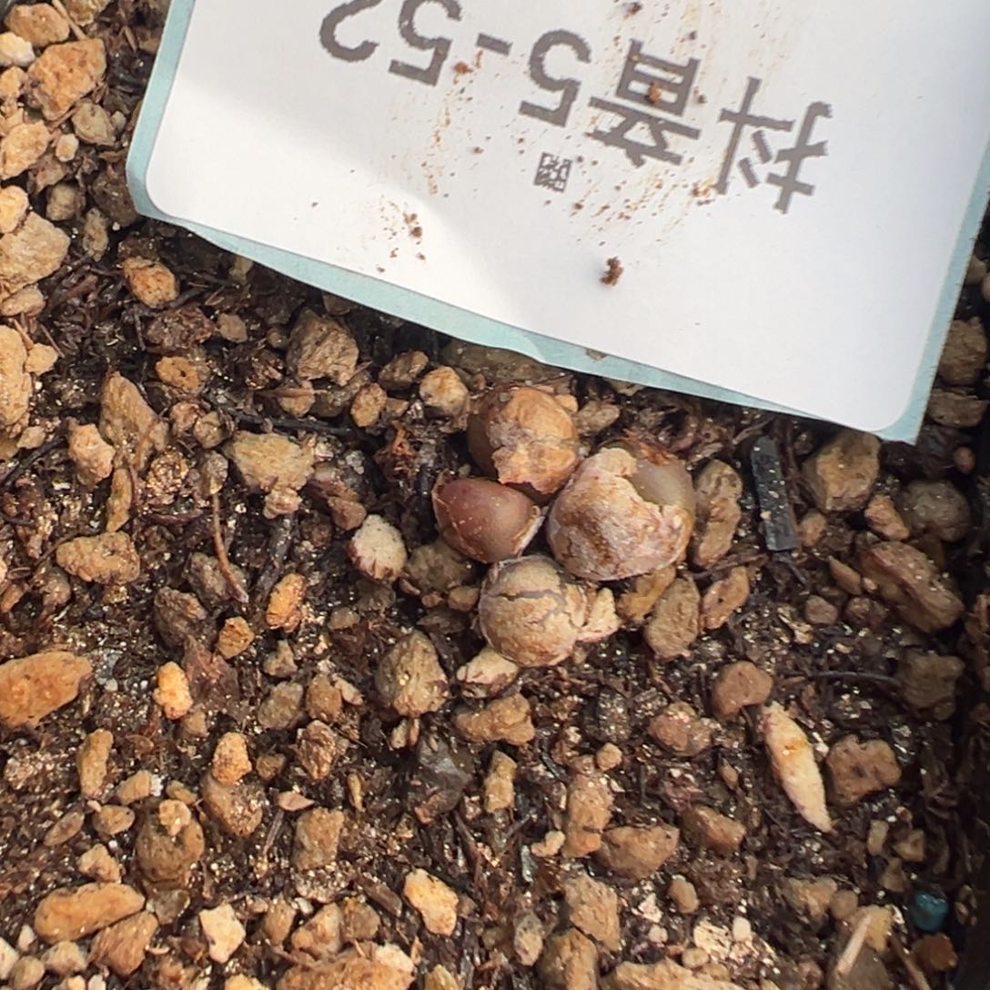 5-52紫葡萄多肉植物