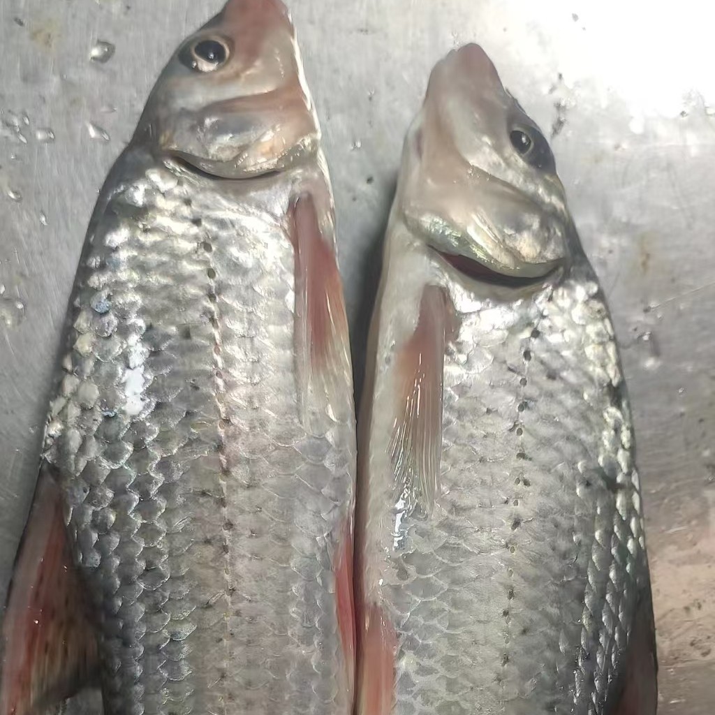 生态激浪鱼，肉质可口，味道不错，红烧清蒸
