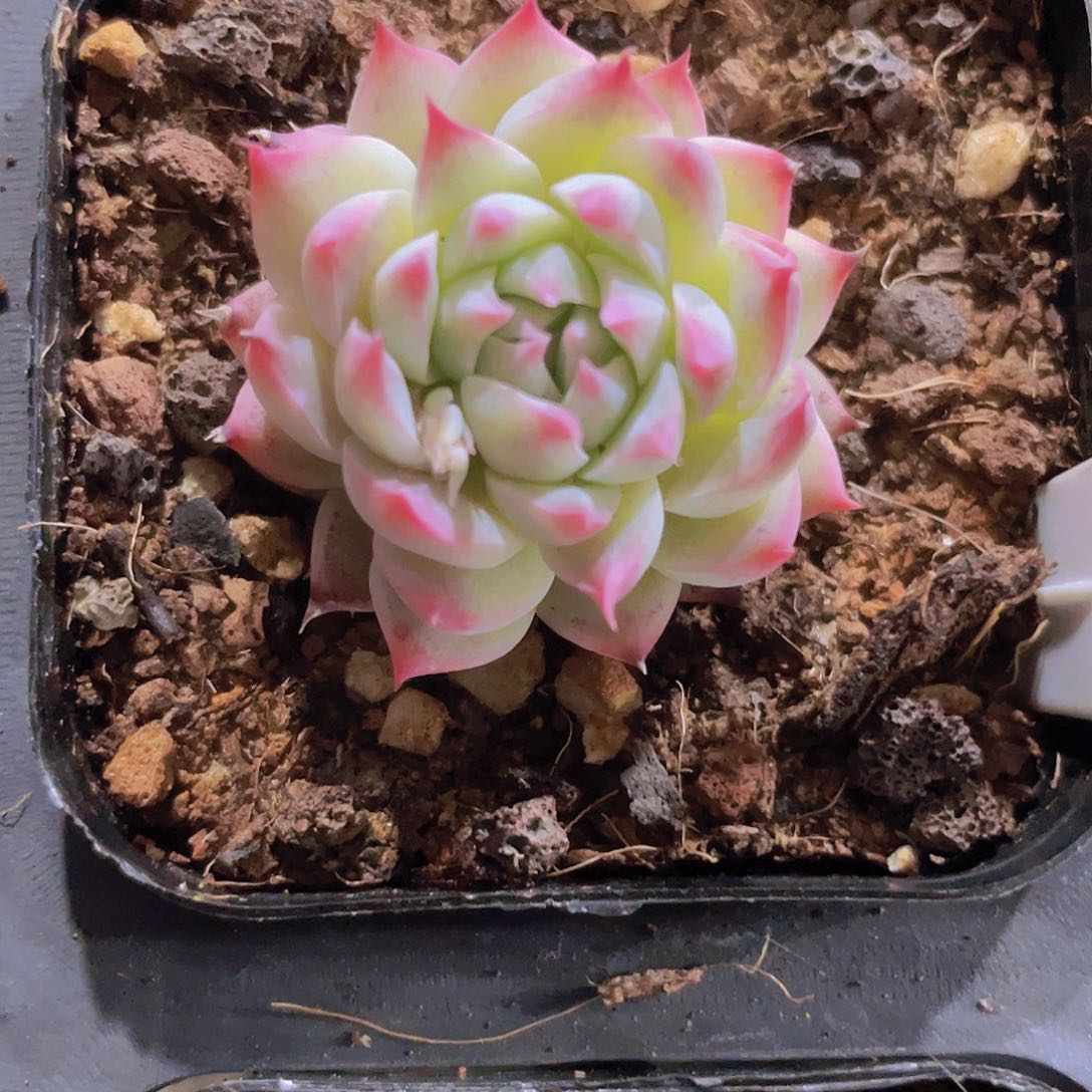 梦瑶e045一物一拍