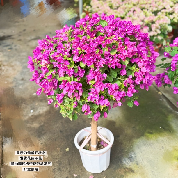 小叶紫棒棒糖·b耐寒四季开花三角梅