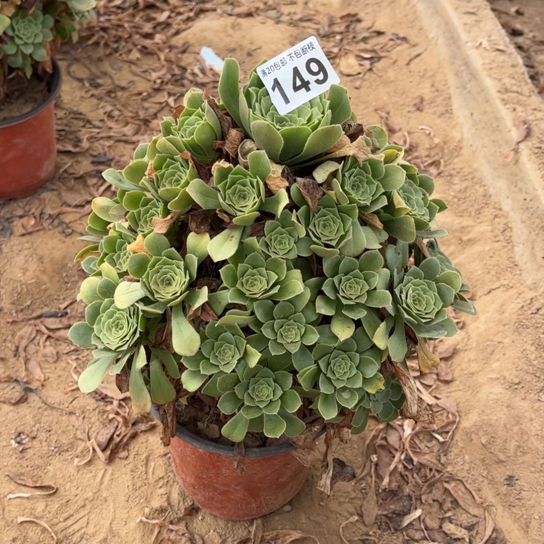 绿杨蓉149不包断枝