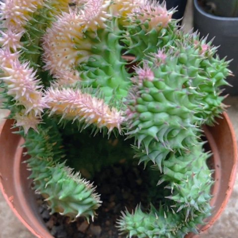 秀萝仙人球15米仙人球