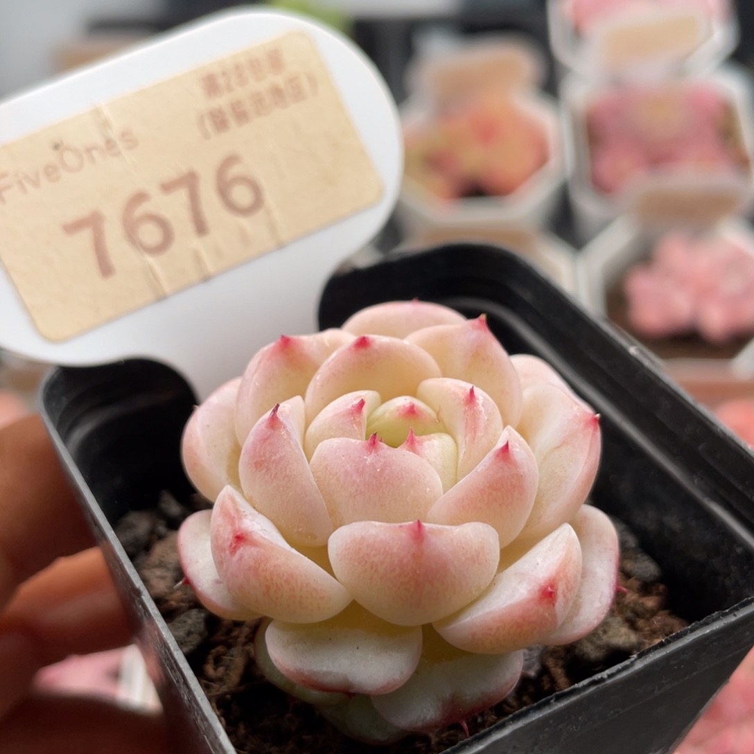 天鹅绒7676-3.5厘米