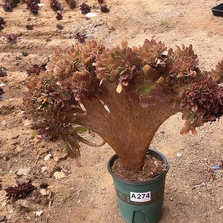 A274多肉缀化48-1脱土包邮