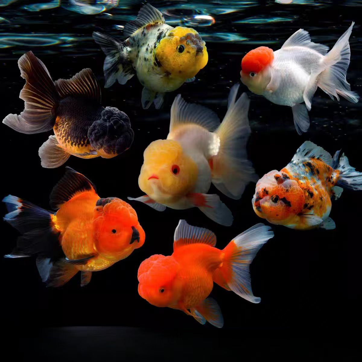 【10-13厘米】【混搭7条】金鱼观赏鱼好养耐活宠物活体冷水淡水鱼