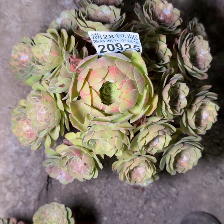 20925南抹茶多肉植物