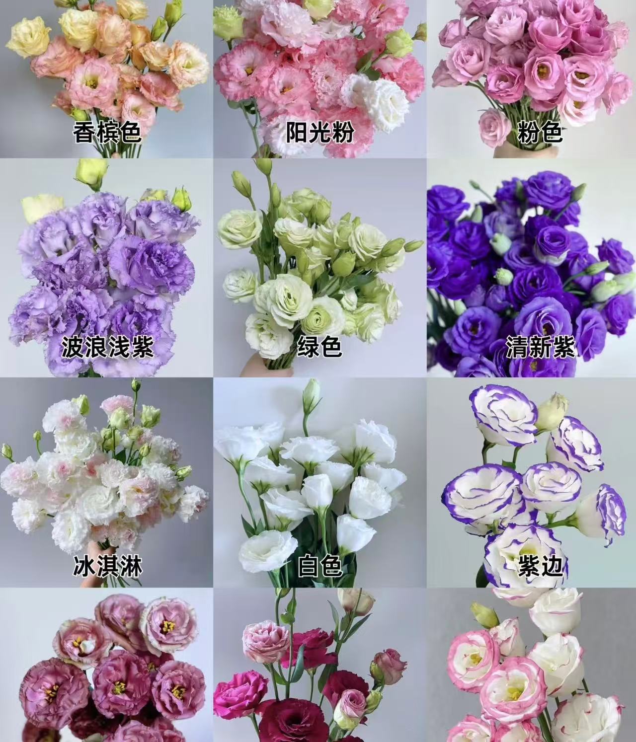 【顺丰/京东】洋桔梗  L