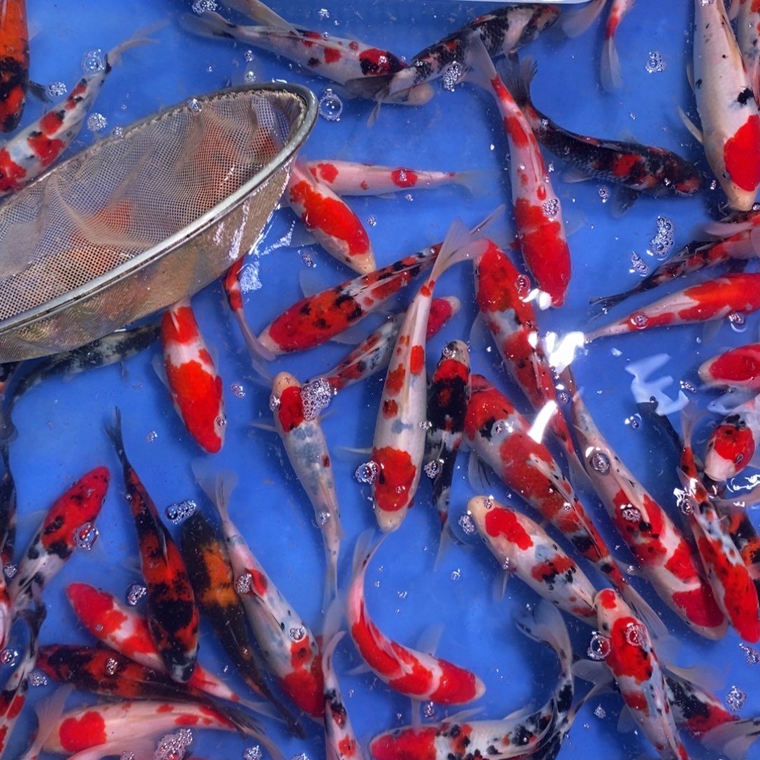 空***、海水鱼锦鲤23466899