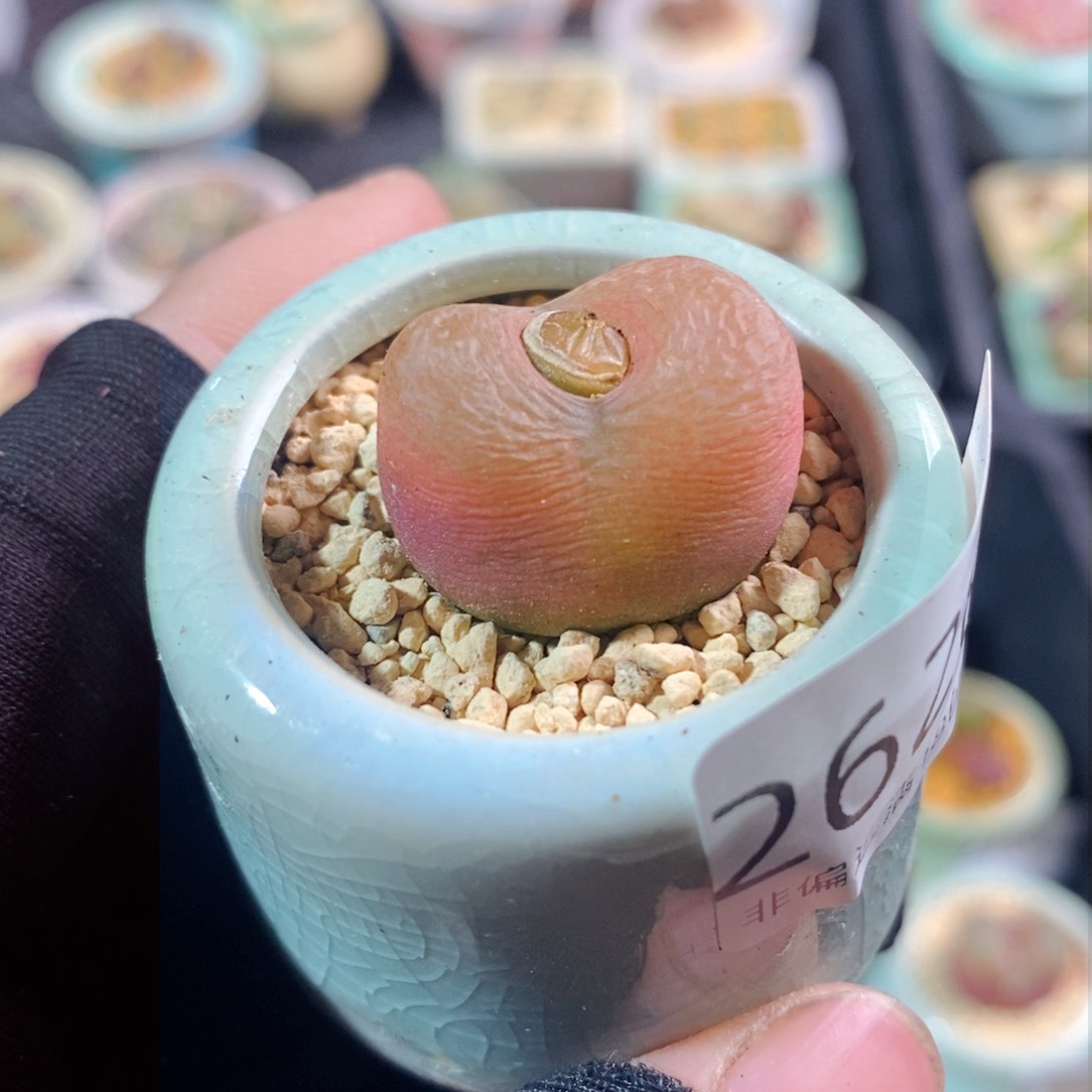 2628-一物一拍带盆