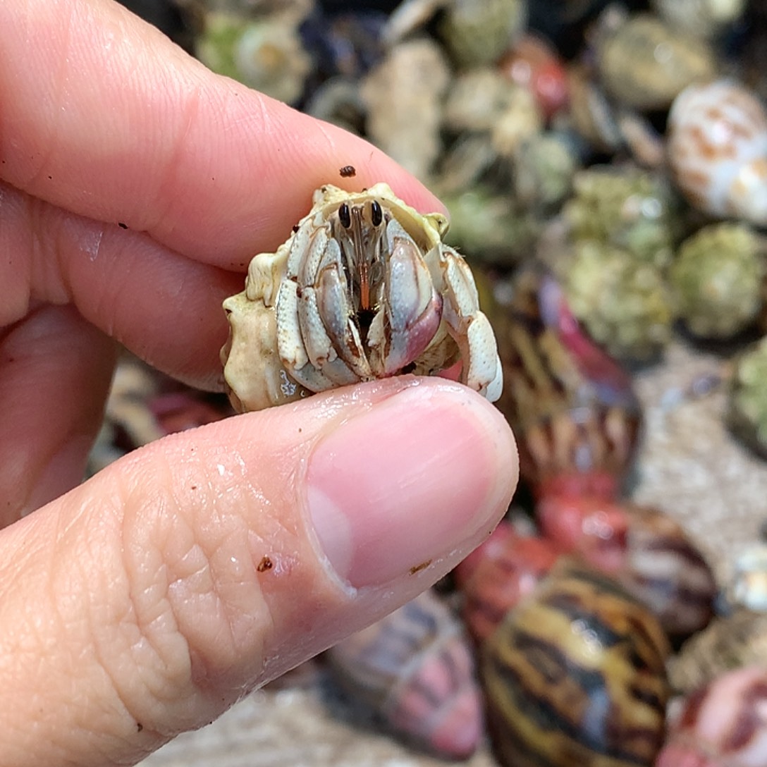 1.2口径奔跑的寄居蟹29号