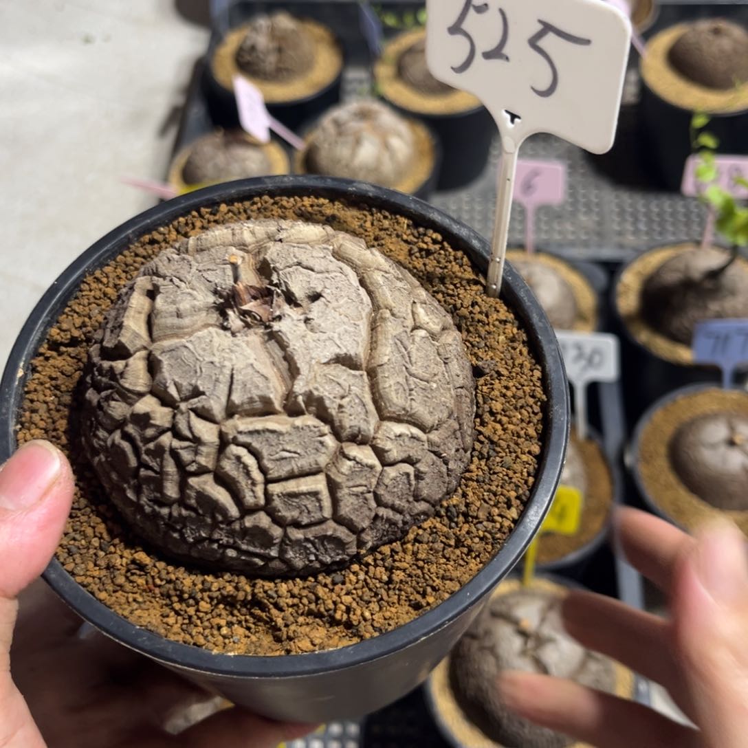 代*525龟甲龙688568