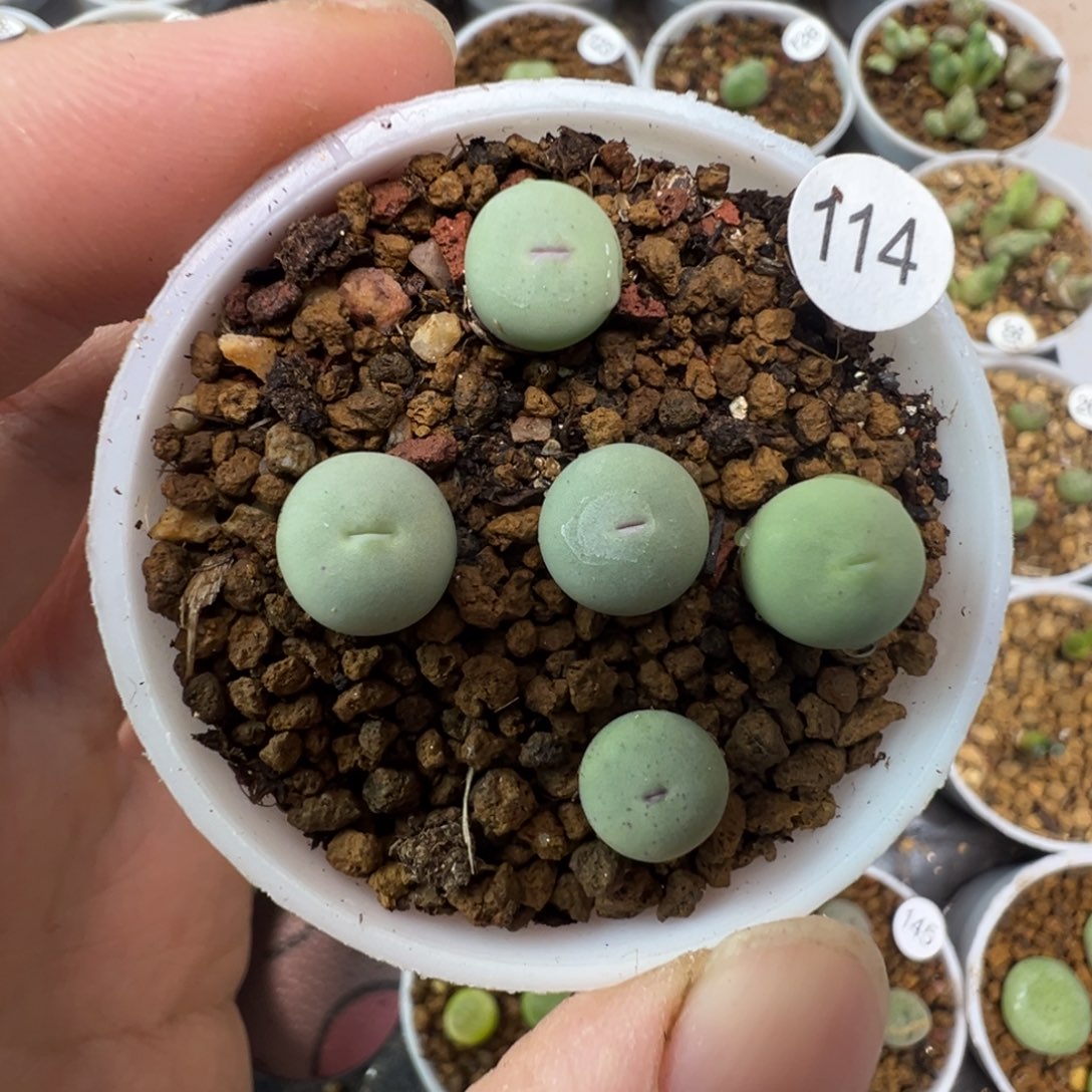 P嘴一颗脱土1140000