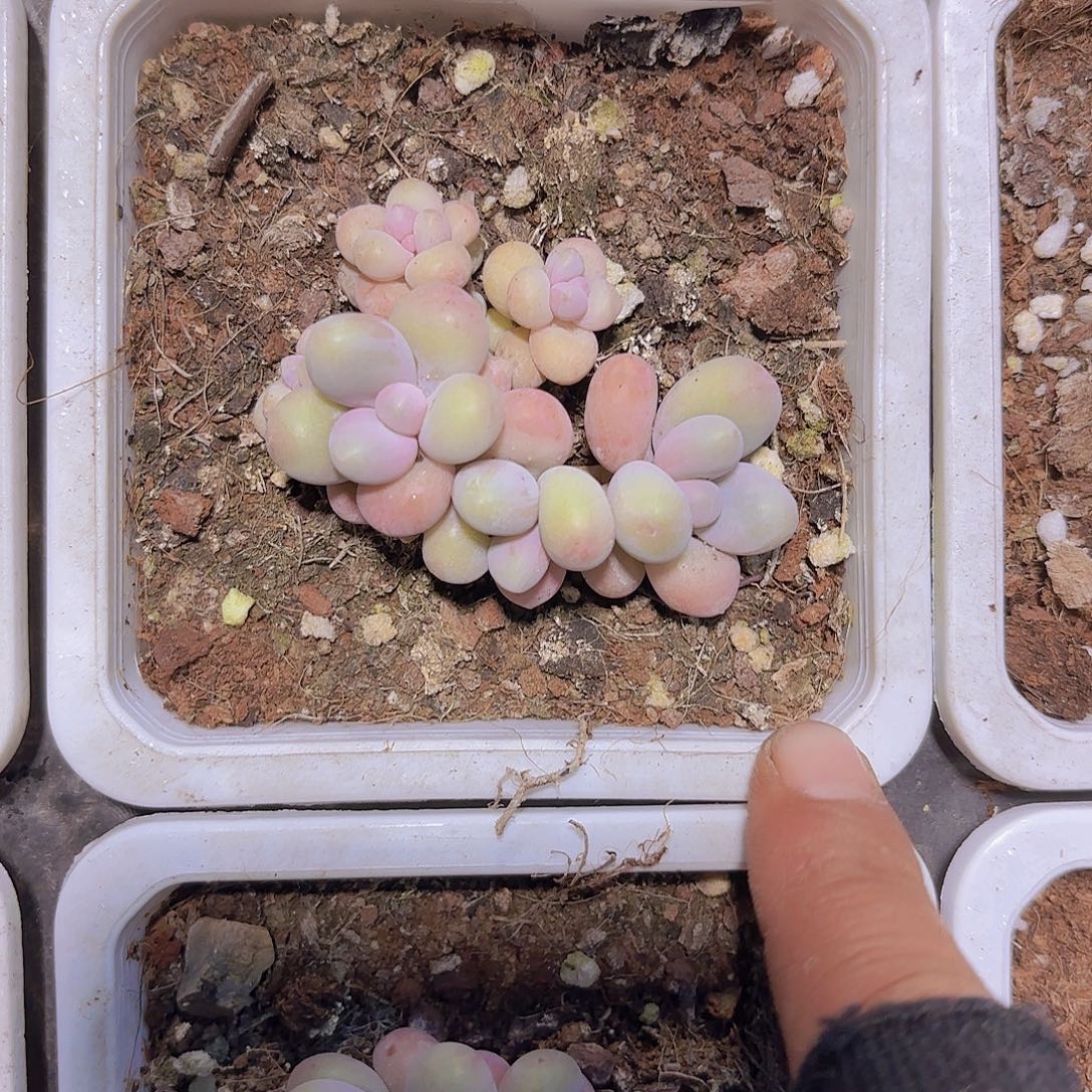 C750奶酪一物语拍