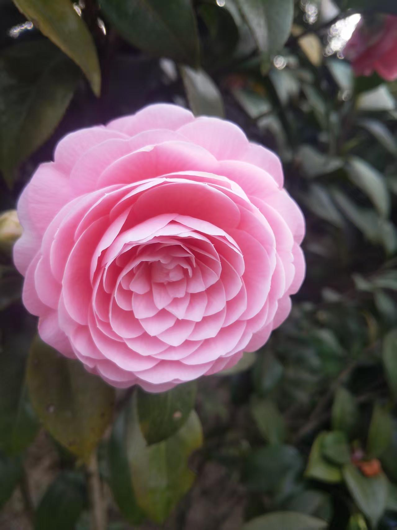 露天种植多品种多规格山茶花老桩截杆发货