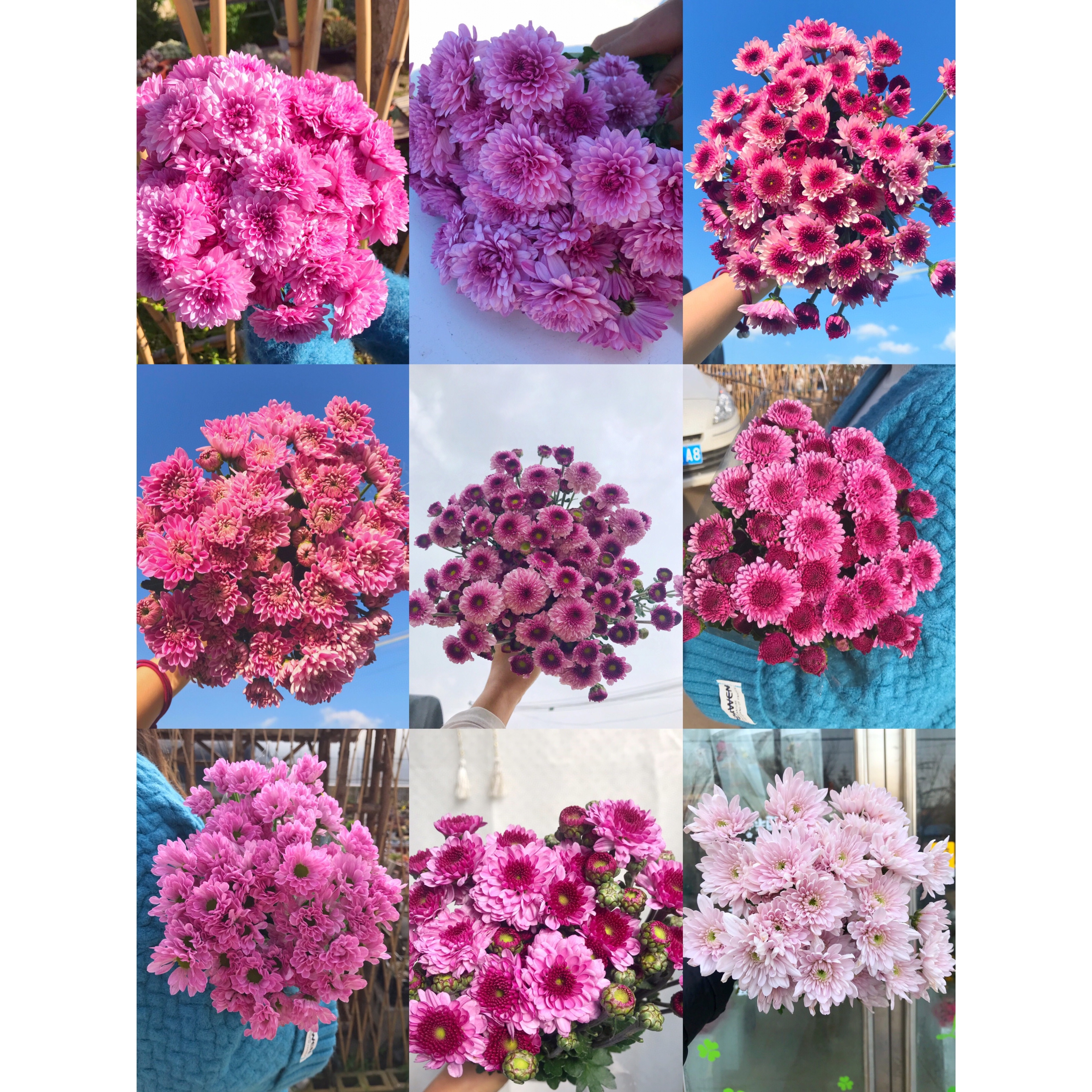 套餐10  粉紫混色小菊3支+紫色单瓣紫罗兰一把  