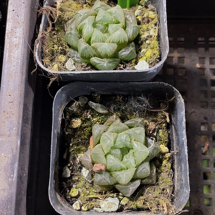 6.5方冰灯玉露带盆土