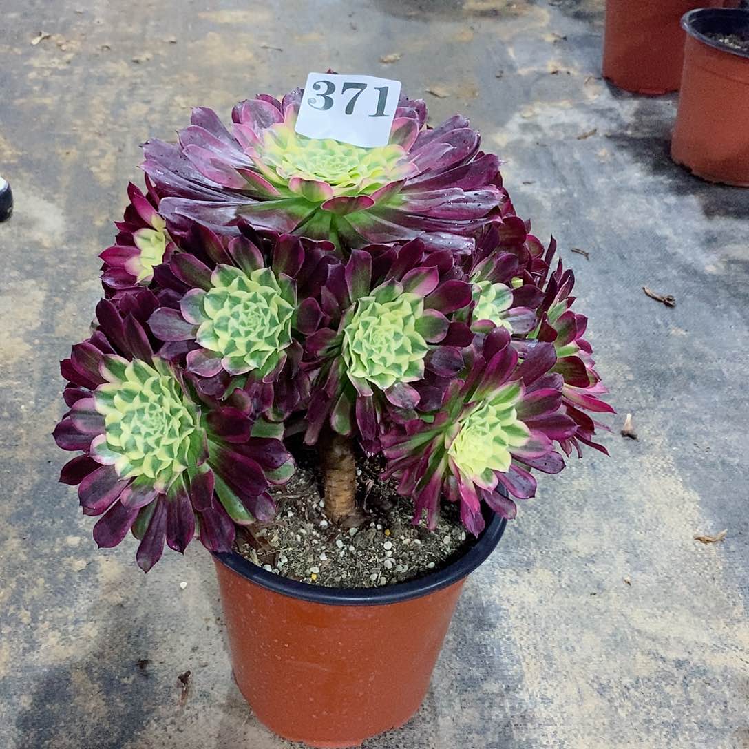 天合371多肉法师植物