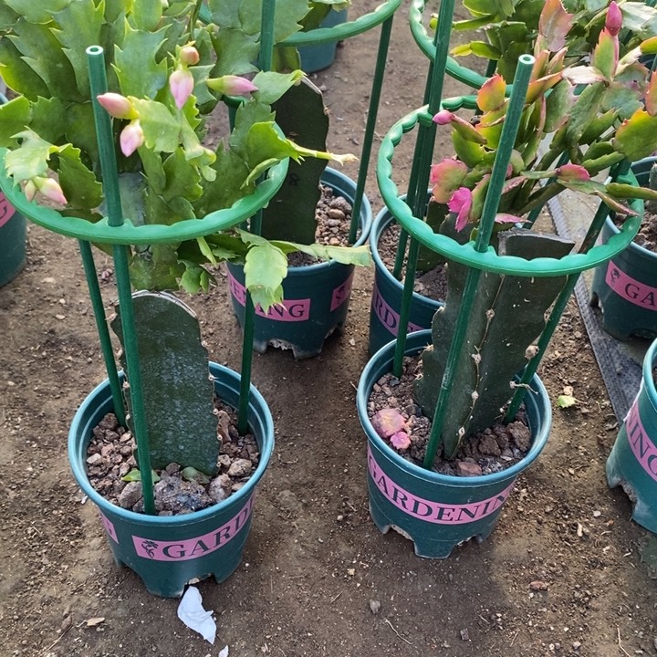 华***资完全开放047 037重瓣