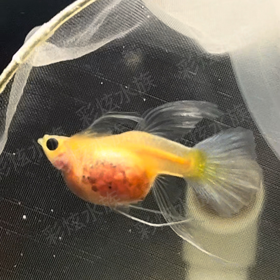 银河孔雀鱼直播一物一拍编号7