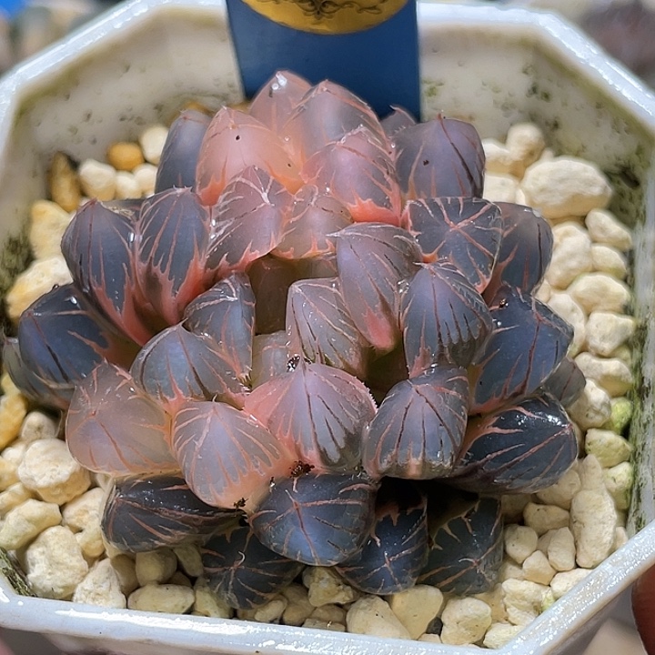 618糊斑霓虹灯锦母本福利