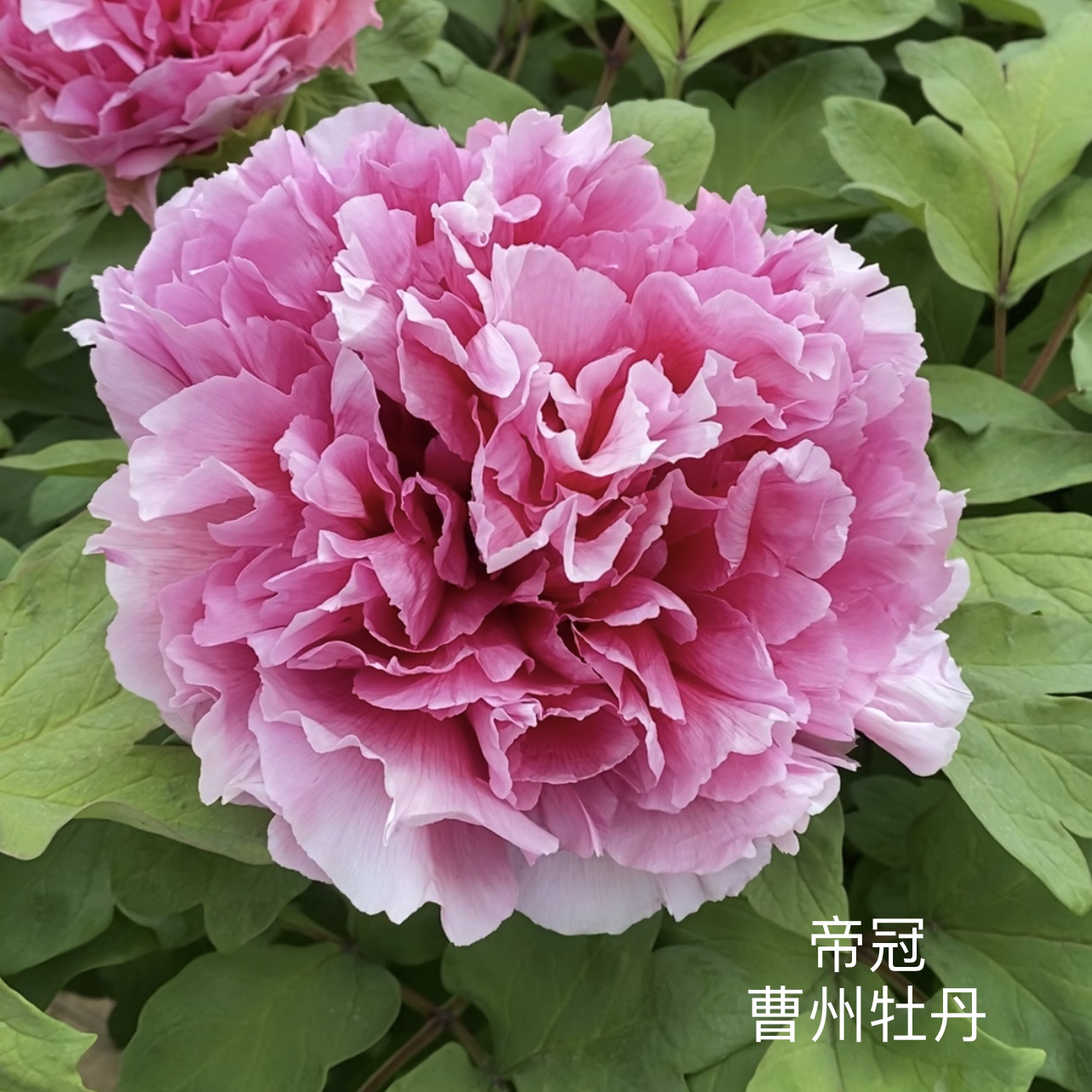 观赏牡丹 帝冠 大花品种