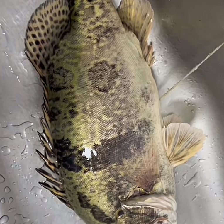 水库野生鳜鱼(直播间现场称重)杀好损耗15%左右