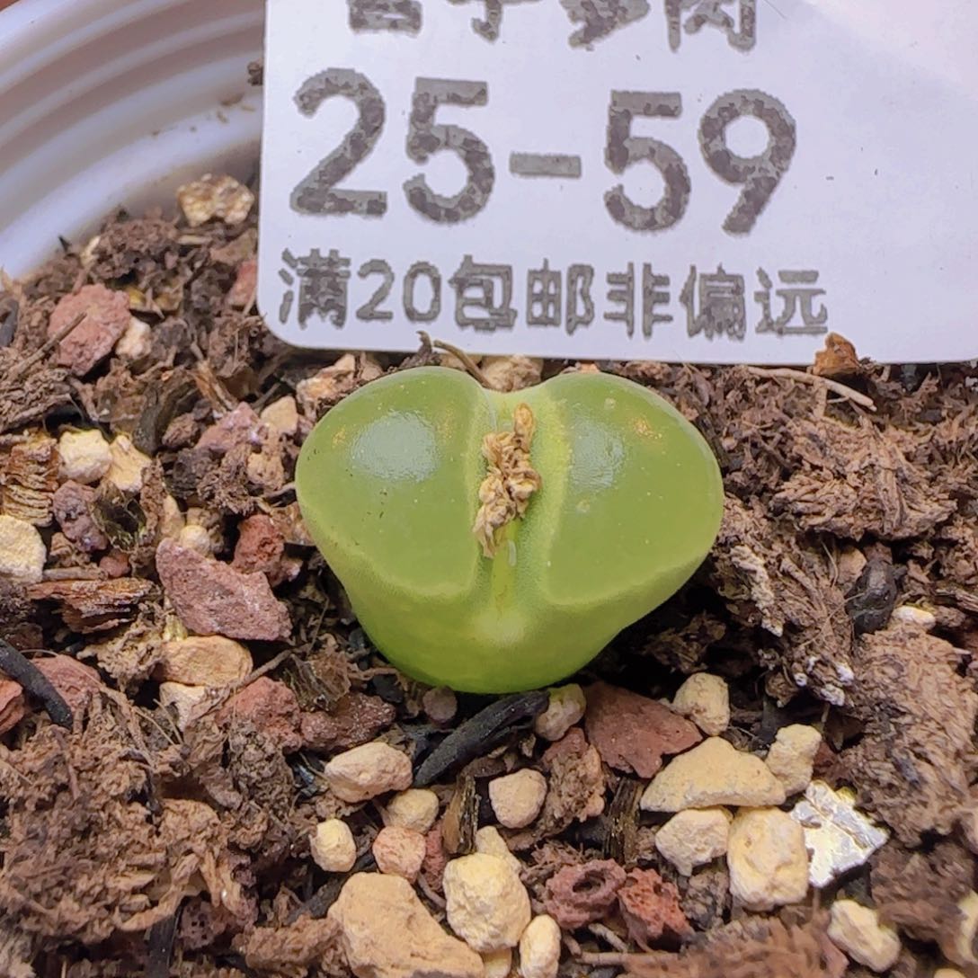 PUB带盆土发货。      