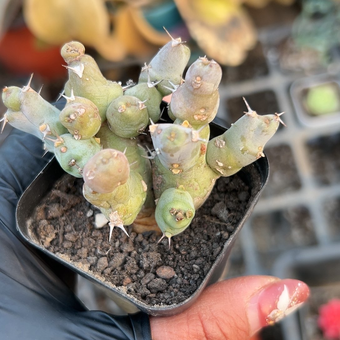 多肉植物多肉植物