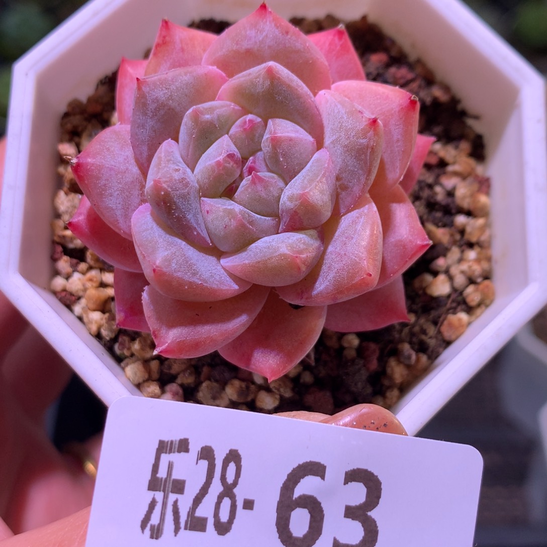 乐然28-63 粉钻单头 