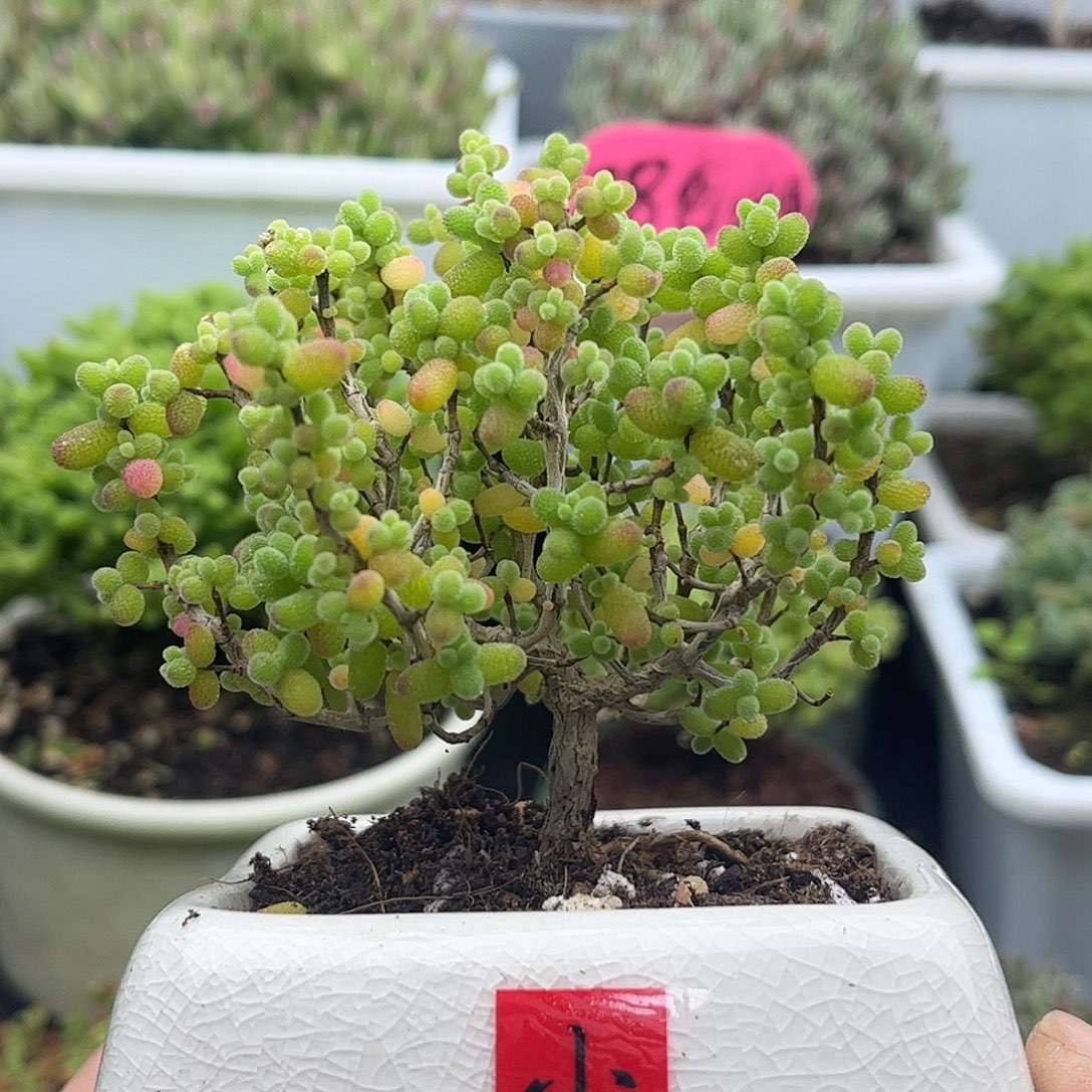 40金桔带盆优选枝干