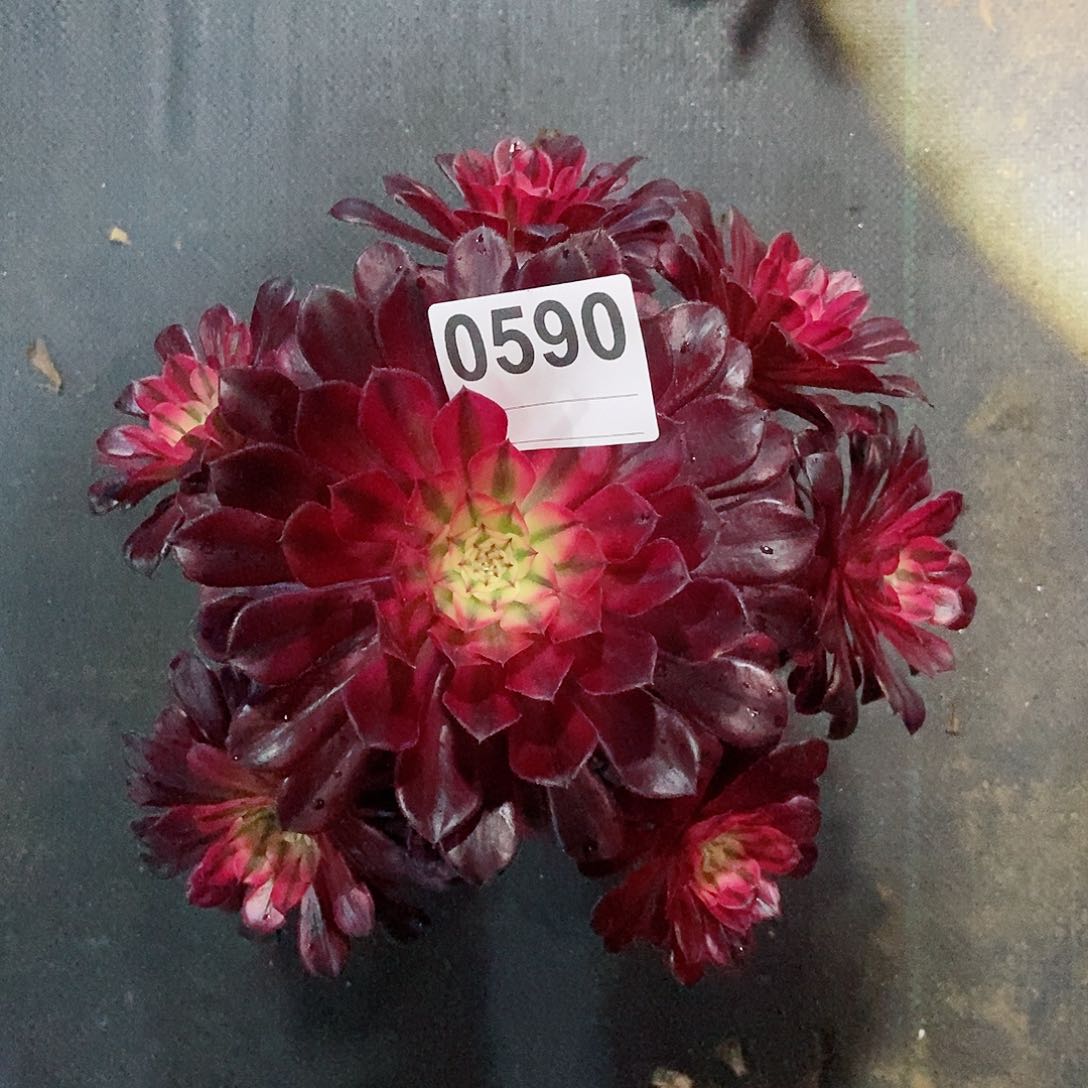 红陶0590黑铜白4多肉